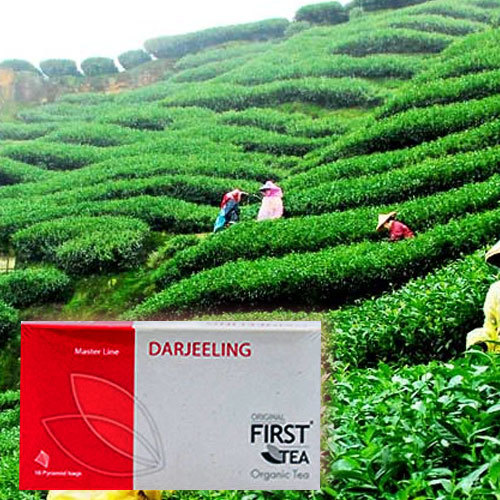 Darjeeling ORGANIC TEA